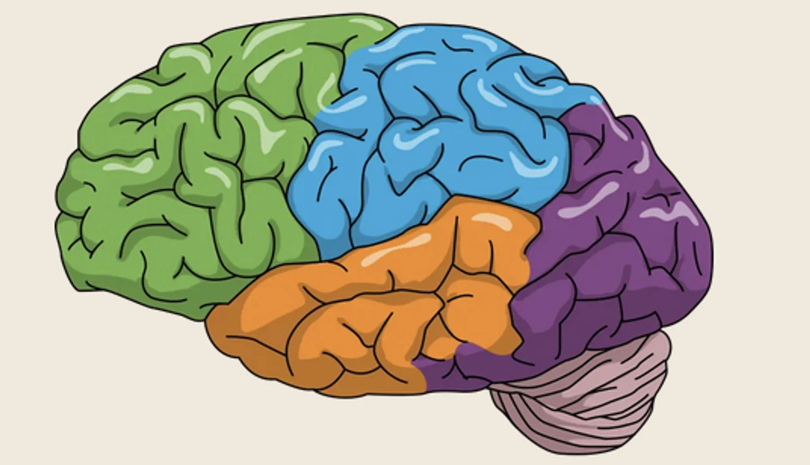 Le lobes du cerveau