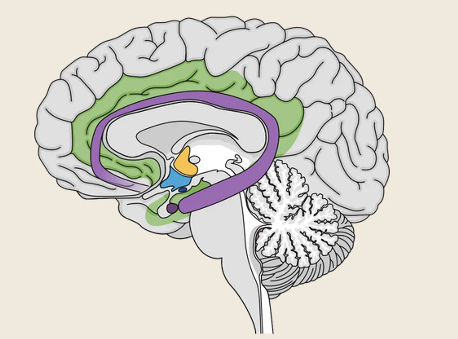 Le lobe limbique